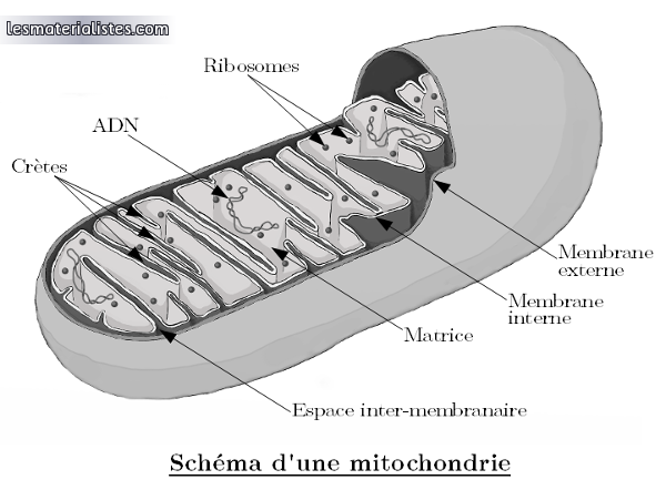 mitochondrie