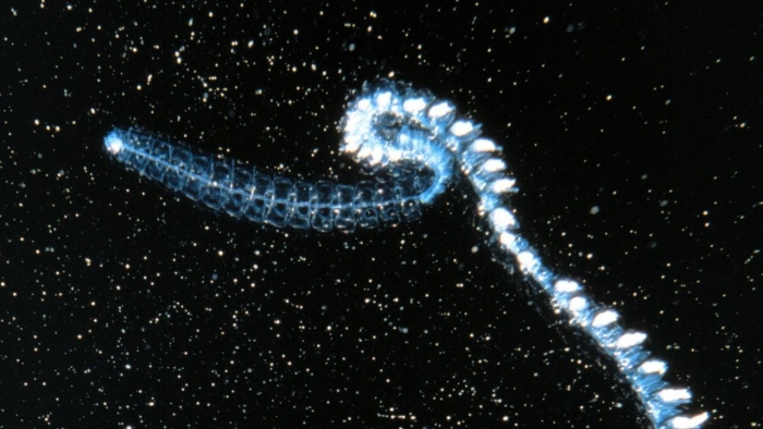 siphonophore