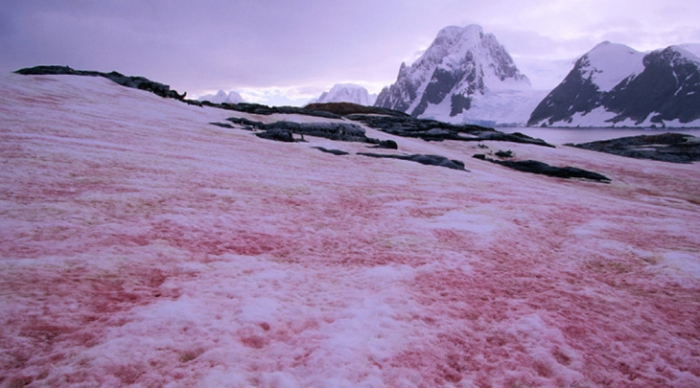 antarctique rouge